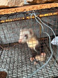 Furetti mastri e cuccioli