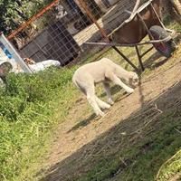 Agnello
