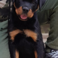 Super Cuccioli Rottweiler