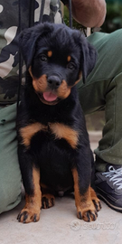 Super Cuccioli Rottweiler