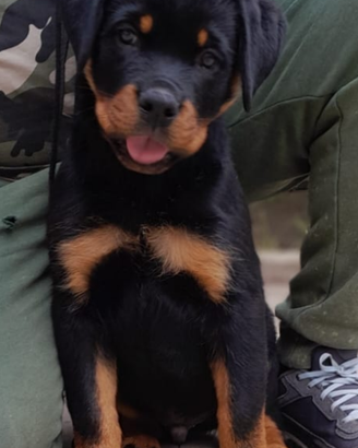Super Cuccioli Rottweiler