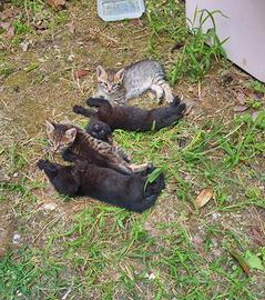 4 gattini