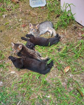 4 gattini