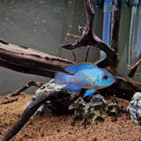 Ciclidi Andinoacara pulcher blu