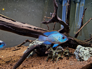 Ciclidi Andinoacara pulcher blu