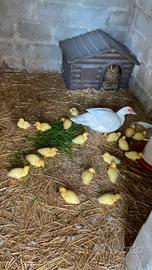 Anatroccoli di anatra muta