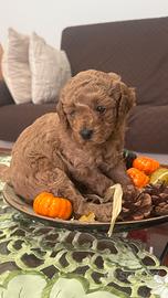 Barboncino red maschio