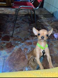 Chihuahua