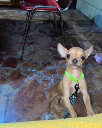 Chihuahua