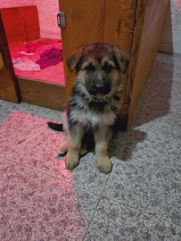 Cuccioli Pastore Tedesco