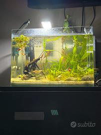 Acquario 60 L