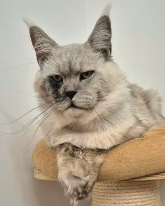 Maine coon con pedigree di alta genealogia