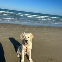 Golden retriver monta