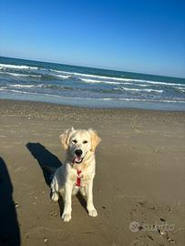 Golden retriver monta