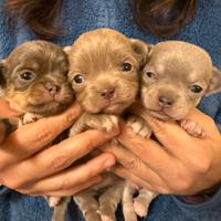 Mini cuccioli chihuahua pedigree