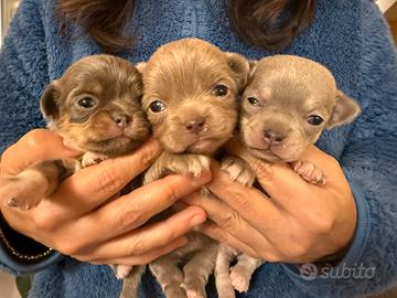 Mini cuccioli chihuahua pedigree