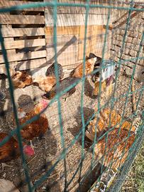 Galline
