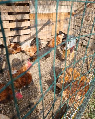 Galline