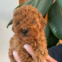 Barboncini Toy e MALTIPOO toy