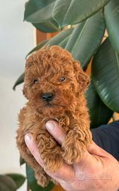 Barboncini Toy e MALTIPOO toy