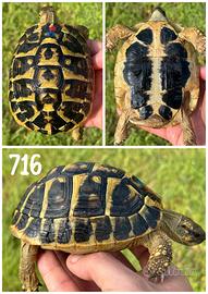 Maschio Testudo hermanni hermanni tartaruga terra