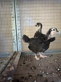 Pulcini marans