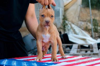 Pitbull UKC red nose F