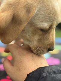 Disponibili cuccioli di Labrador