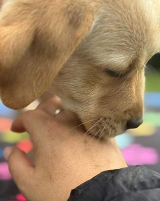 Disponibili cuccioli di Labrador
