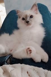 Cucciolo Sacro di Birmania