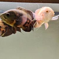 Astronotus ocellatus (Oscar)