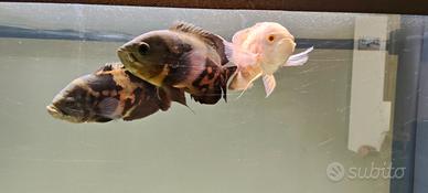 Astronotus ocellatus (Oscar)