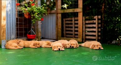 Golden retriever cuccioli 100% americani