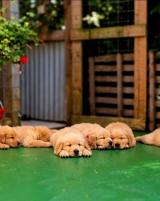 Golden retriever cuccioli 100% americani