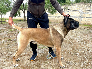 Cane corso