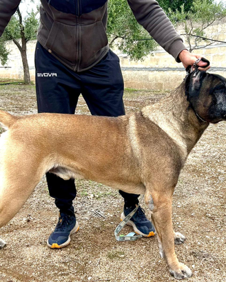 Cane corso