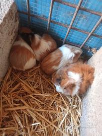 Cuyes - Porcellini d'India