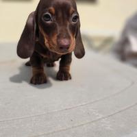 Bassotti cuccioli pelo corto cioccolato enci