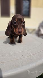 Bassotti cuccioli pelo corto cioccolato enci