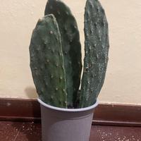 Talea di fico d’india