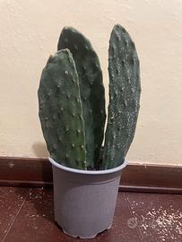 Talea di fico d’india