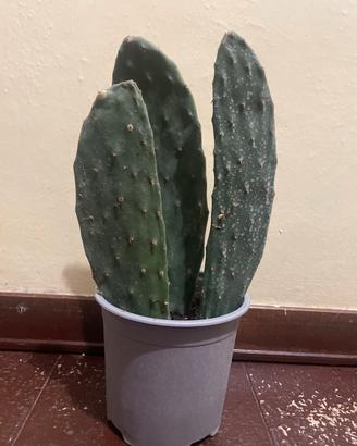 Talea di fico d’india