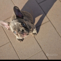 Bulldog francese