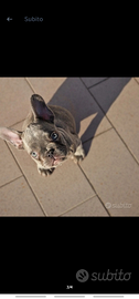 Bulldog francese