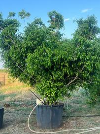 Albero di ficus