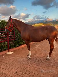 American trotter