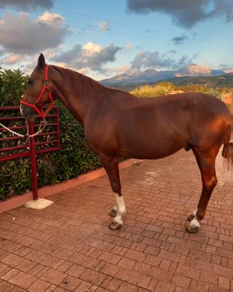 American trotter