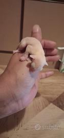 Cuccioli petauro dello zucchero