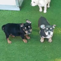 American bully black and tan