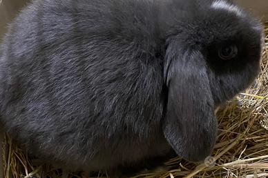 Coniglio nano femmina adulta occhi blu